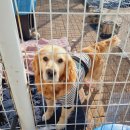 펫글뷰티 이미지