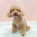 나무쉼터 동물병원 이미지