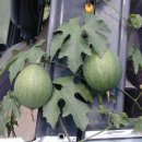 하늘타리 이미지