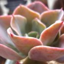 브릴리언트 이미지