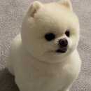 도그헬퍼 이미지