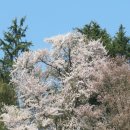 (서로가 길이 되어 가는 길) 군산 월명공원 벚꽃 연주곡 모음곡 이미지