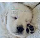 순수 동물병원 이미지