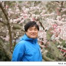 매화농장 Daum카페
