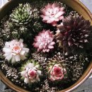 바위솔타운 이미지