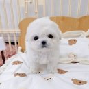 멍토피아 이미지