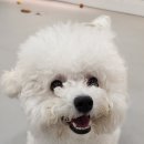 조이풀독 이미지