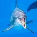 돌고래 이미지