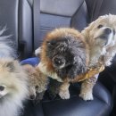 핑코하우스 이미지