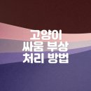 의왕동물병원 | 고양이 싸움 부상 관리하는 의왕동물병원