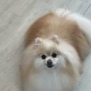 도그보니타 이미지
