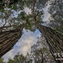 오늘의숲 이미지