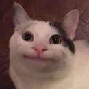 바른 고양이