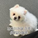 하이파크2로 | [일산] 테일더블루 강아지카페 후기 — 애견운동장까지 있는 일산강아지카페🐶