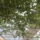 한가족농장 | [일산] 아침이슬농원2 딸기농장 내돈내산 아기랑 딸기따기체험