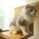 캣파라다이스 일산점 이미지