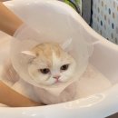 조으냥 이미지