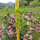 오성농원 이미지