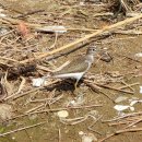 매향리의 깝작도요(Common Sandpiper) 이미지