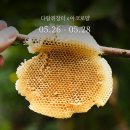[마감] 아코로얄 로얄젤리