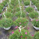 영인농장 이미지