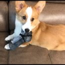 펫을 부탁해 이미지