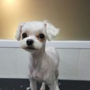 마곡나무 동물병원 이미지