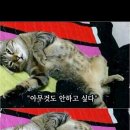 고냥이네 이미지