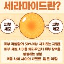 세종마트 약국 | 세라모사이드 / 먹는 세라마이드 / 피부 표피 영양제 / 세종시 153약국/ 천안 대전 조치원 공주 청주