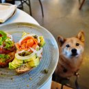 서울 홍대 브런치 카페 애견동반식당 아날로그가든 블루리본 맛집
