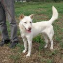 마한애견 이미지