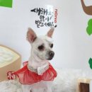 미용하는 강아지 살롱 이미지