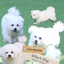 후스독 이미지