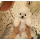 플랜멍 강아지분양 대구본점 이미지