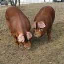 축진농장 이미지