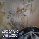 양산 집천장 누수 벽지 푸른곰팡이 원인 피해 해결방법