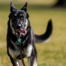 퍼스트독 이미지