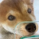 재리펫 이미지
