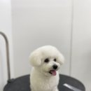 이로운 펫살롱 이미지