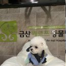 분당다원동물병원 | 분당 헤르쯔 동물병원 슬개골탈구 수술 후기