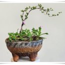 순백설탕 이미지