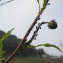 자유초등학교 이미지
