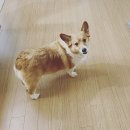 퐁실퐁실 이미지