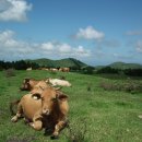 비타민 숲 이미지