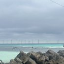 동광농장 | [제주도 2박3일] DAY.2-3 : 금능해수욕장 / 산방산수두리보말칼국수 / 산방산유채꽃 / 소색채본...