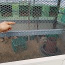 꼬꼬닭하우스 이미지