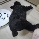 메디F | 메디퍼피 액티브 F 강아지 체지방 관리 영양제 후기