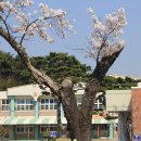 영암 군서 구림마을 벚꽃 구경 이미지