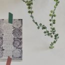 클로리스 플라워(CHLORIS FLOWER)