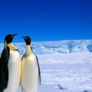 원본함흥냉면 이미지